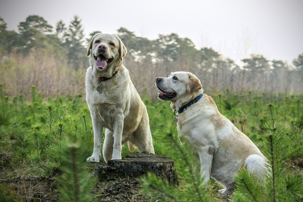 Vaccination of Dogs and Cats in Brevard, NC