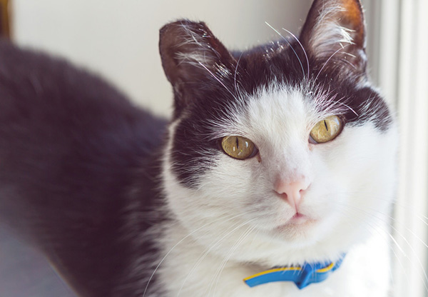Emergency Vet Care in Brevard, NC