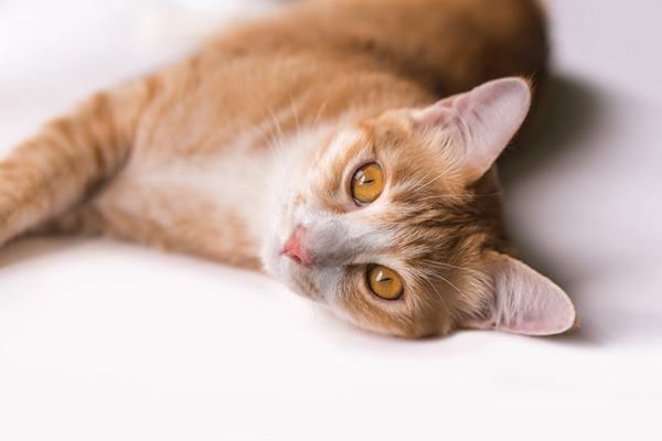 Pet Euthanasia in Brevard, NC