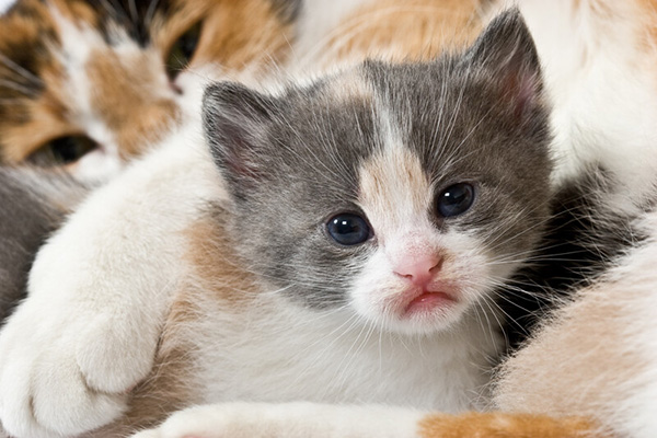 Spay and Neuter Services in Brevard, NC