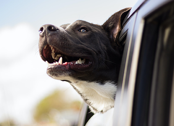 Pet Dental Care in Brevard, NC