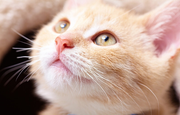 Pet Dental Care in Brevard, NC