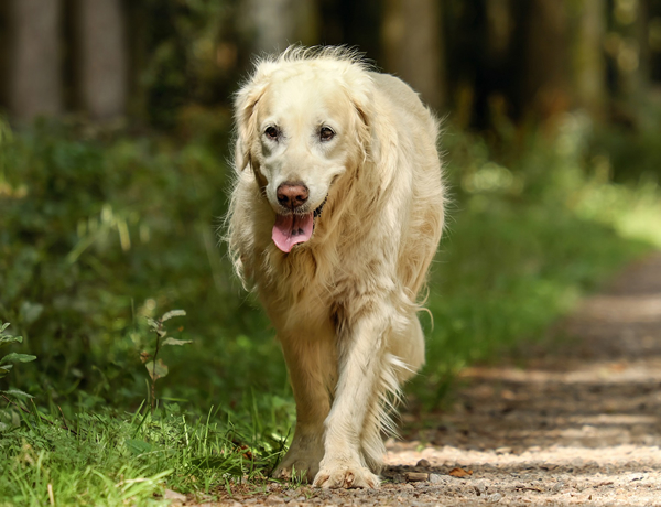 Pet Euthanasia in Brevard, NC