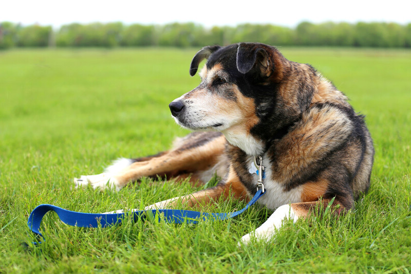 Pet Meds Online in Brevard, NC