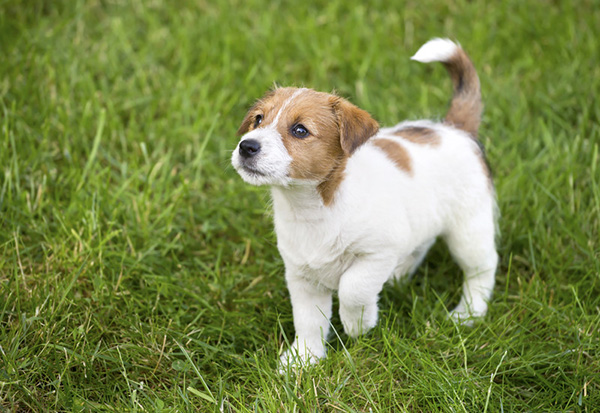 Spay and Neuter Services in Brevard, NC